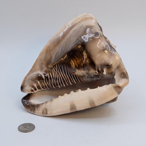Pode incluir: Uma concha grande e brilhante em tons naturais de bege, castanho e creme. A concha apresenta um interior texturizado e um exterior liso e polido. A abertura revela uma série de cristas. Uma moeda está ao lado.