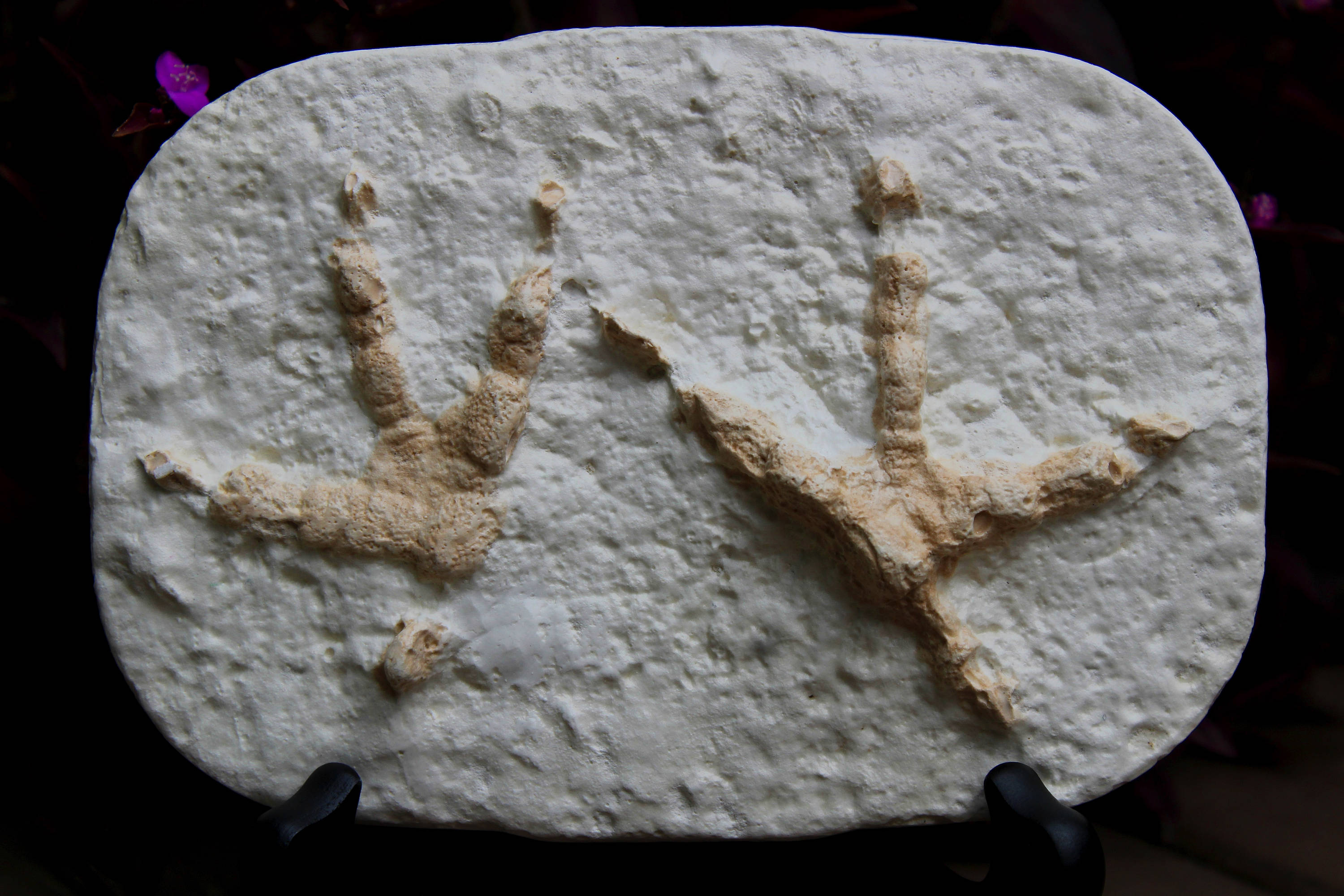 Authentic Plaster Footprint Cast of a Barn Owl Soren Etsy