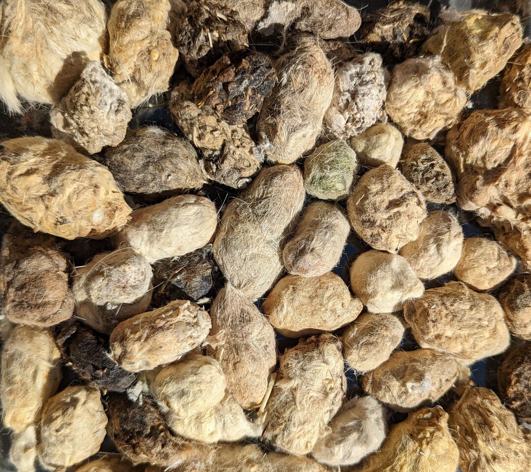 Pellet Science Real Owl Pellets Castings for Dissection pack of 10 School Science ...