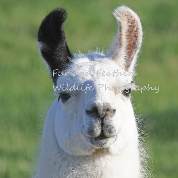 Digital Photograph of a Black and White Llama face
