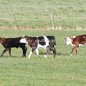 Photograph of calves walking in a field