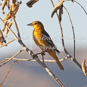 Photograph of a Baltimore Oriole Bird