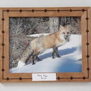 8x10 framed picture of red fox