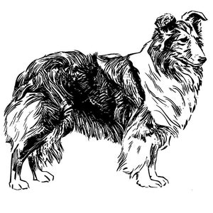 May include: Black and white line art illustration of a Collie dog. The image includes the text "21 DESIGN IT NOW SIZES!"