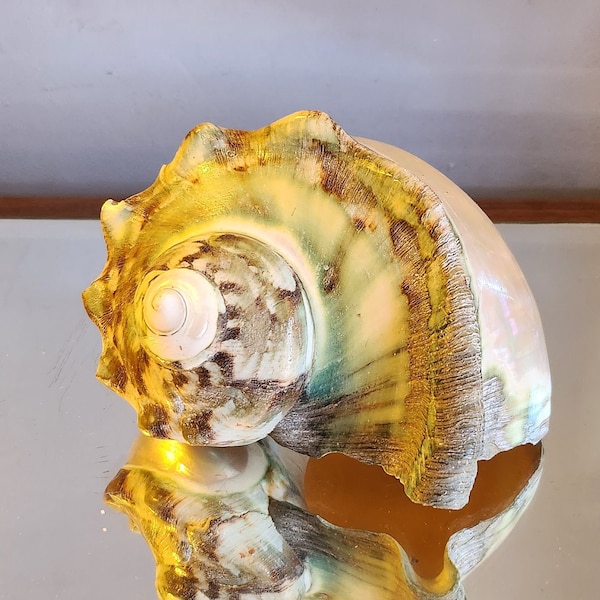 Old natural Turbo Marmoratus shell. Coastal turban marble. Shell, sea, beach decor, cabinet of curiosities.