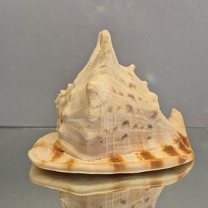 Large natural Cassus Cornuta shell. 1216 gr. 22 cm. Shell, sea, beach decor, cabinet of curiosities.