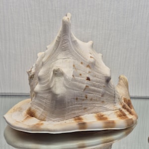 Large natural Cassus Cornuta shell. 1556 gr. 23 cm. Shell, sea, beach decor, cabinet of curiosities.