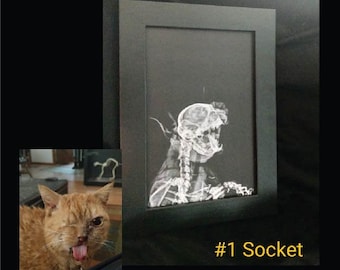 4x6 Xray Prints, Framed Prints, X-rays, Animal Bones, Pet Photo, Framed, Oddities, Curiosities, Skulls, Goth Art, Goth Decor, Dog, Cat, Pets