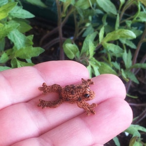 Könnte beinhalten: Ein kleiner brauner Frosch mit schwarzen Augen, der in der Handfläche einer Hand sitzt.