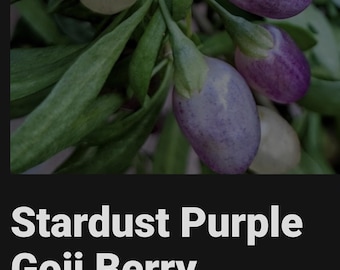Lavanda Stardust, planta gogi, wolfberry, roxa