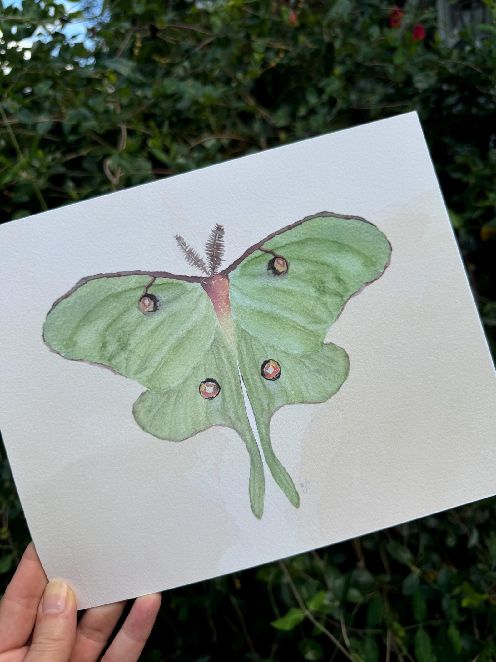 Luna Moth Art Print, Watercolor Hand-painted Art Print, Unframed ...