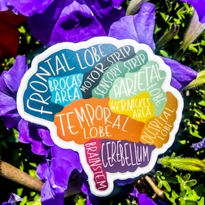The Brain