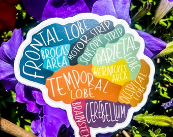 The Brain