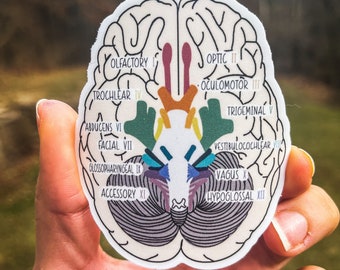 Brain Anatomy Pocket Charts That Show Cranial Nerves, Cerebrum ...