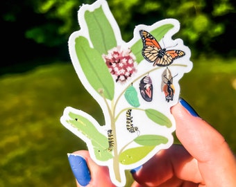 Monarch Metamorphosis