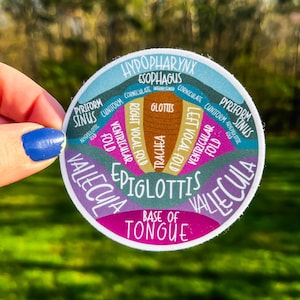 May include: A colourful anatomical illustration of the human throat, showing the epiglottis, vallecula, and other structures. The illustration is on a round sticker with the text "HYPOPHARYNX ESOPHAGUS" at the top.
