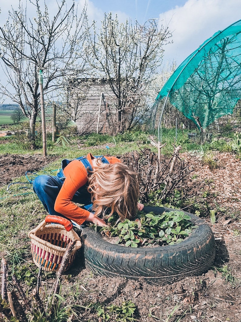 Op de afbeelding: Een persoon in oranje en blauwe kleding verzorgt een klein tuinbed gemaakt van een gerecyclede band. Het bed is gevuld met groene planten en is omgeven door groen gras. Een geweven mand met rode, blauwe en gele strepen staat op de grond naast de band.
