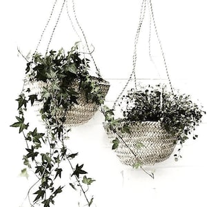 May include: Two hanging plant baskets made of woven natural material with green plants inside. The baskets are suspended from the ceiling with white twine.
