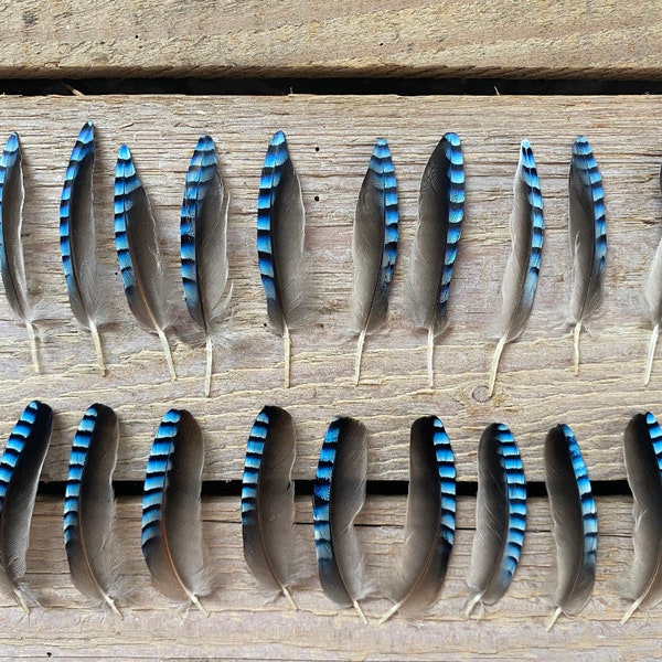 Blue Jay feathers | Pack of 20 feathers Feathers for crafting | Natural feathers | DIY jewellery supplies | Measurements: 4-6cm