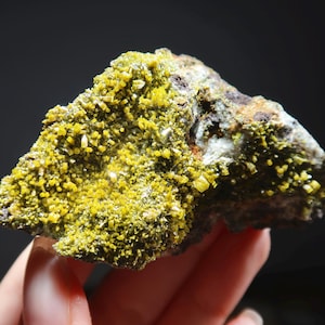 May include: A natural mineral specimen featuring a cluster of bright yellow crystals. The crystals are densely packed and cover a portion of the rough, dark-colored rock. The mineral has a textured appearance and is held in a hand.