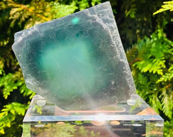 May include: A large, translucent fluorite crystal in shades of teal and green, displayed on a clear acrylic base. The crystal's surface shows natural textures and colour variations. The background features lush green foliage, creating a natural setting.