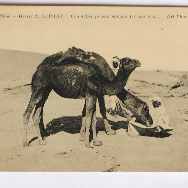 Bédouins et  dromadaires-désert- méharistes-Sahara - Afrique du Nord-carte postale ancienne 1916