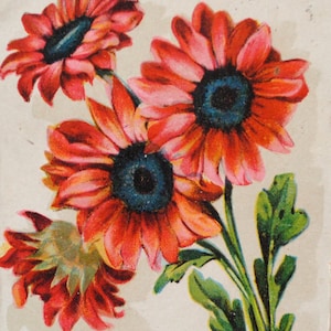 Fleurs d'immortelle / carte postale  vintage  de fleur / art mural vintage botanique / art fleur rouge refB15