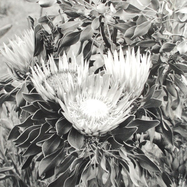 Vintage photo de fleur de Prothea - Afrique 1970-90 - photographie noir et blanc