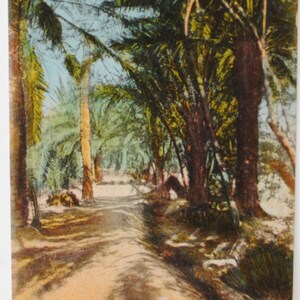 Oasis et palmiers en Afrique du Nord - carte postale ancienne  - art mural  apaisant vert-décoration orientale A35