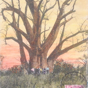 Raro - Baobab nello Zimbabwe - vecchia cartolina - vecchia cartolina dell'Africa A36