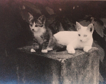 Ugrinovich Cat 1969 Photo by G Postcard