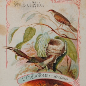 2 chromolithographies vintage 1900 / « œufs et nids d’oiseaux / chromo oiseaux exotiques /  chromo nature  / décoration naturelle cottage A6