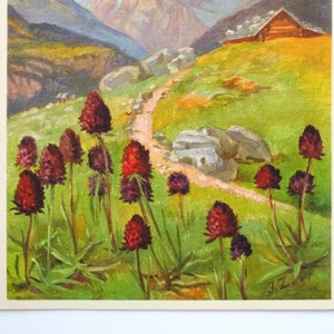 Bergorchidee/schwarze Nigritella/Vanilleorchidee/Vintage-Blumenpostkarte/botanische Vintage-Wandkunst