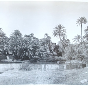 Palmenhain von Tioute / Marokko / 1930 original antikes Foto / orientalische Reisekunst / altes Schwarz-Weiß-Foto
