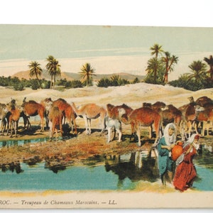 Maroc-bédouines à l'oasis avec les dromadaires-carte postale ancienne-lehnert et landrock- art mural africain - B9