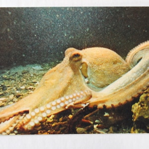 Cadeau pour aquariophile et fan de plongée sous marine - 5 cartes postales vintage de photographies aquarium de poissons exotiques