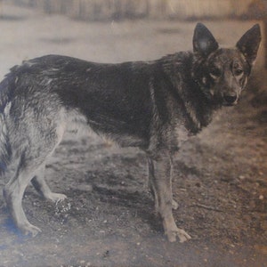 Portrait de chien berger allemand - carte postale ancienne - véritable photographie noir et blanc -  français antique 1900  B7