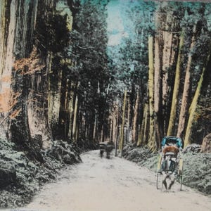 Art mural japonais / rare carte postale ancienne / Cryptomeria Road   - Imaichi  - Nikko  -  paysage forêt japonaise 240