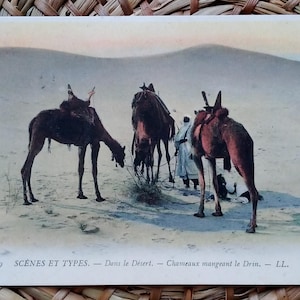 Paisagem do deserto do Saara/camelos e nômades/cartão postal antigo/foto antiga do Norte da África-A33