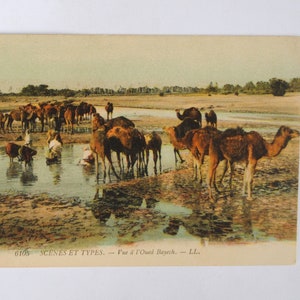 Dromadaires à l'oasis -Oued Bayech - Tunisie- carte postale ancienne - antique français-Lenhert et Landrock -Afrique du nord -refA10