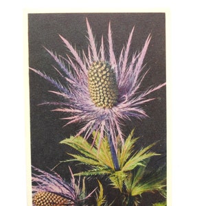 Blaue Alpendistel / Eryngium alpinum / Vintage-Blumenpostkarte / botanische Vintage-Wandkunst-refB2