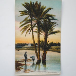 Paysage oriental de désert et palmiers - Oasis et palmiers en Afrique du Nord - carte postale ancienne Afrique du Nord - ethnic decor 130