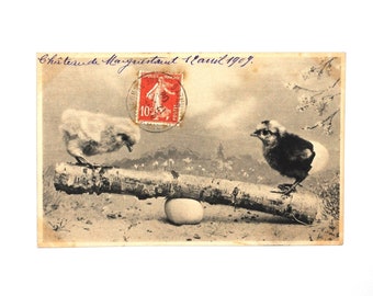 Cute chicks in spring-Easter-April - postcard black and white French antique 1900 s