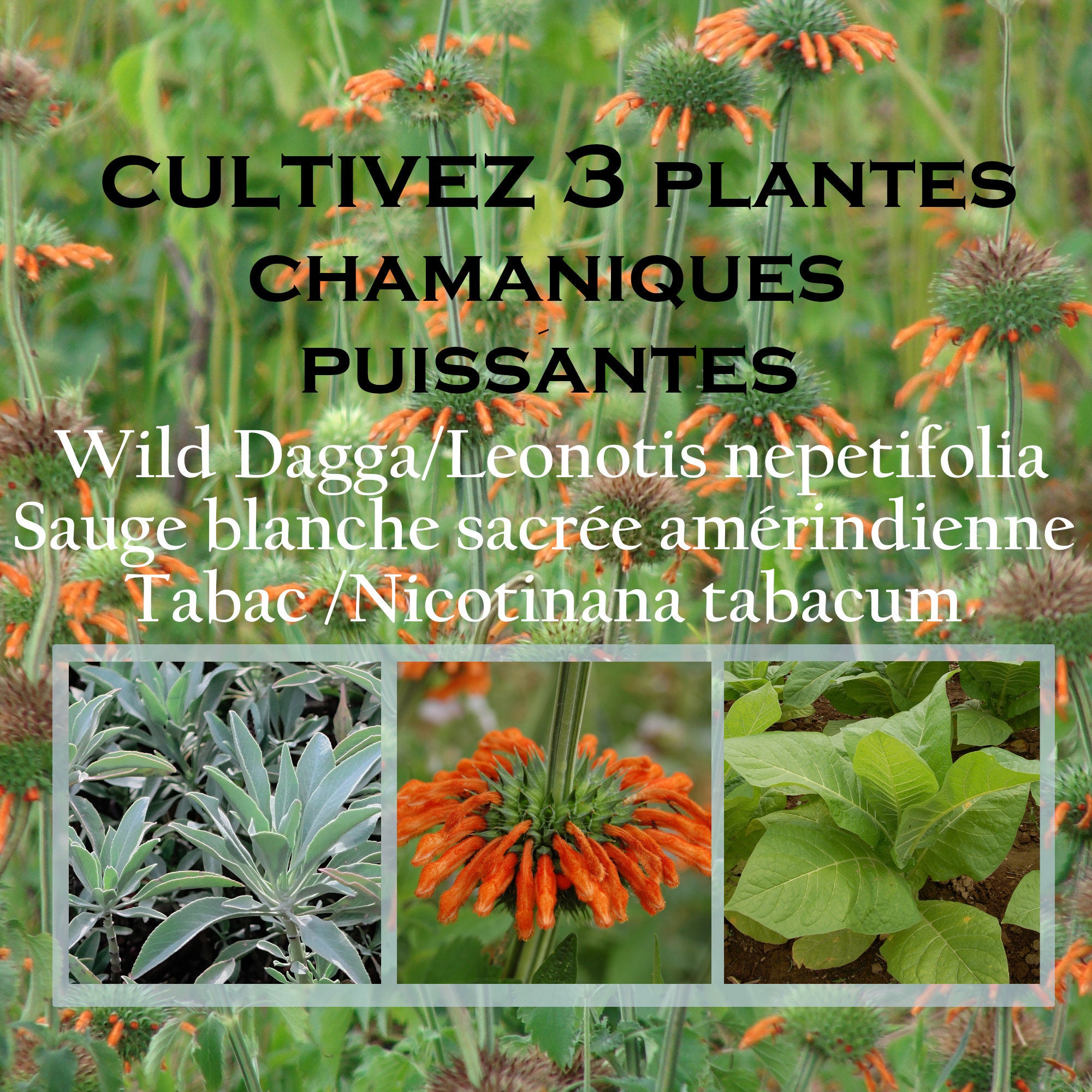 Graines Plantes Chamanisme/Graines Bio/Sauge Blanche Amérindienne Leonotis Nepetifolia Nicotiana Tab