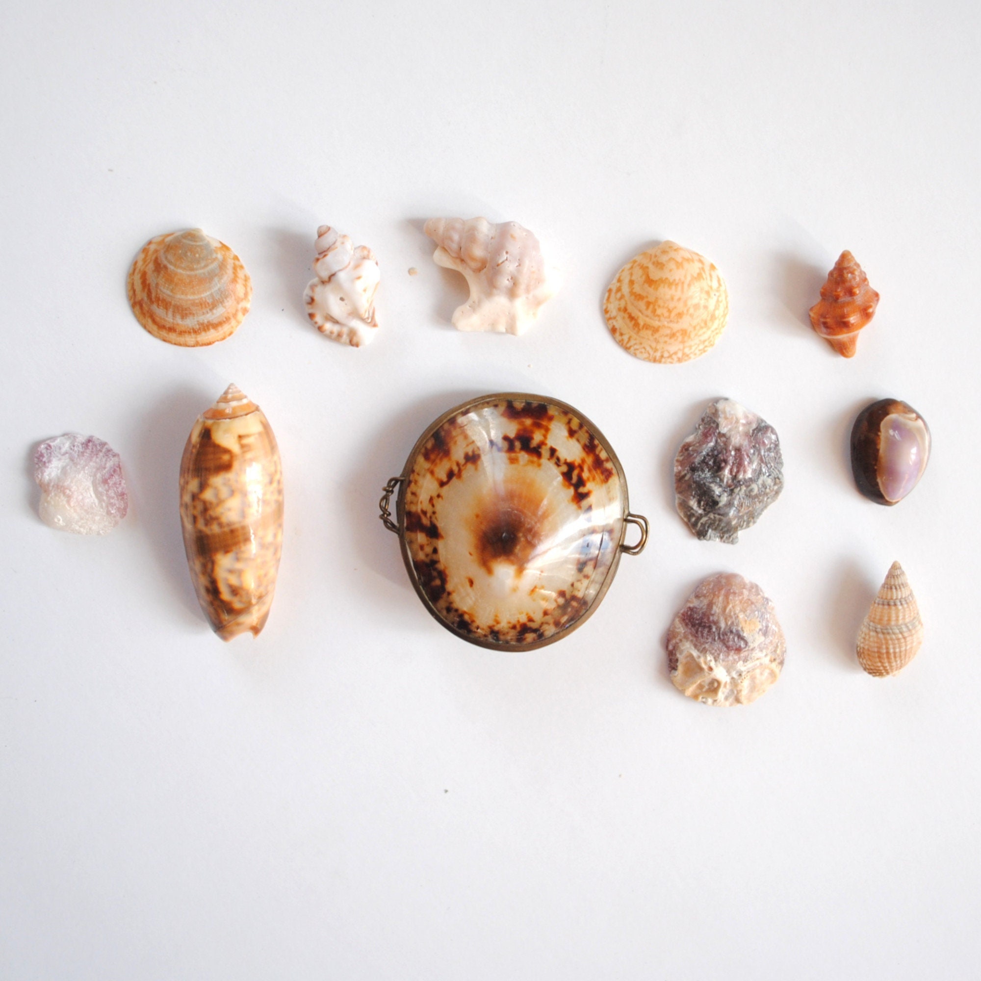 Lot 11 Coquillages et Boite Coquillage Vintage Pour Cabinet de Curiosité-Boite Laiton Hawai 1980