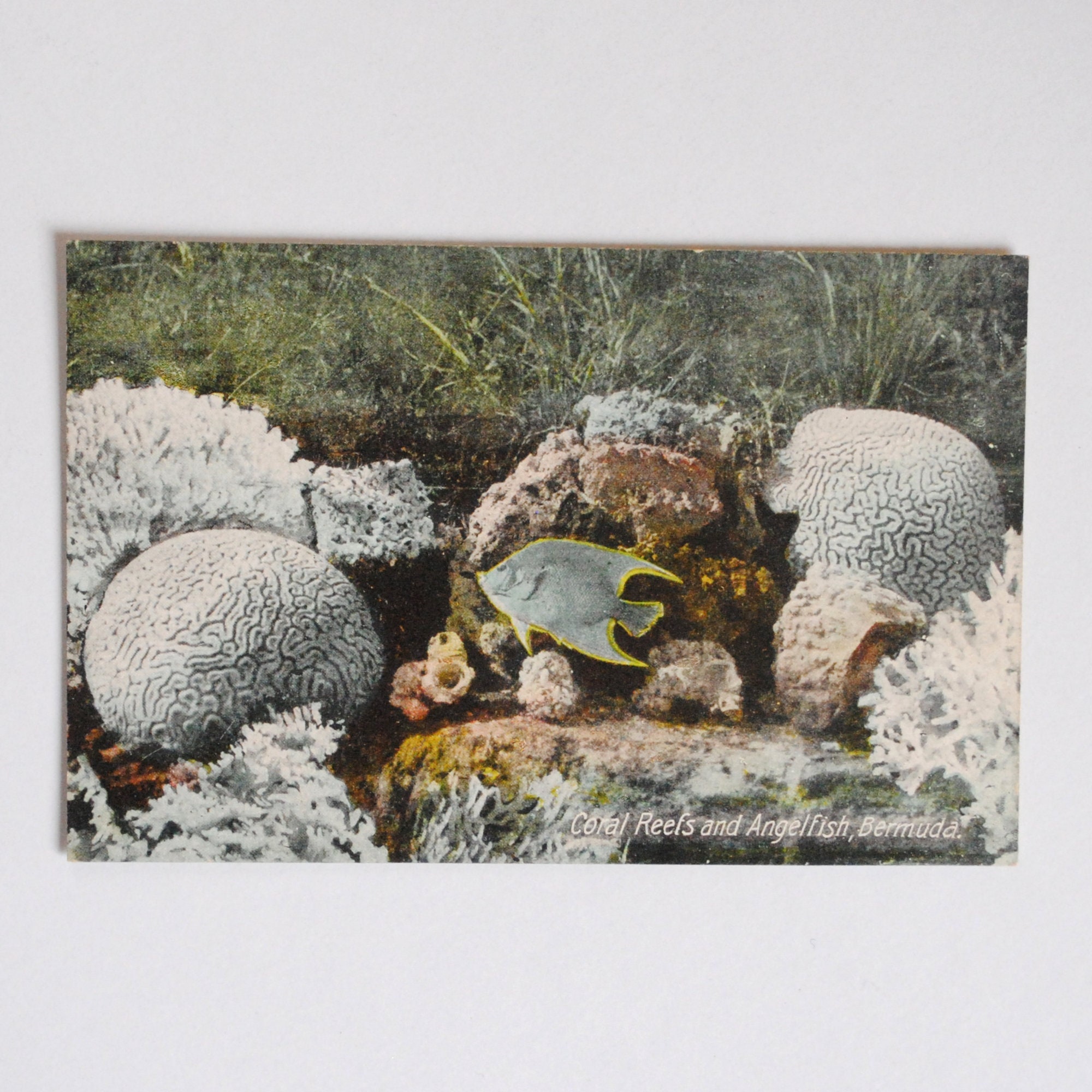 Rare-Îles Bermudes-Récif Corallien et Poisson Ange-Carte Postale Ancienne 1900S-Décor Mural Tropical