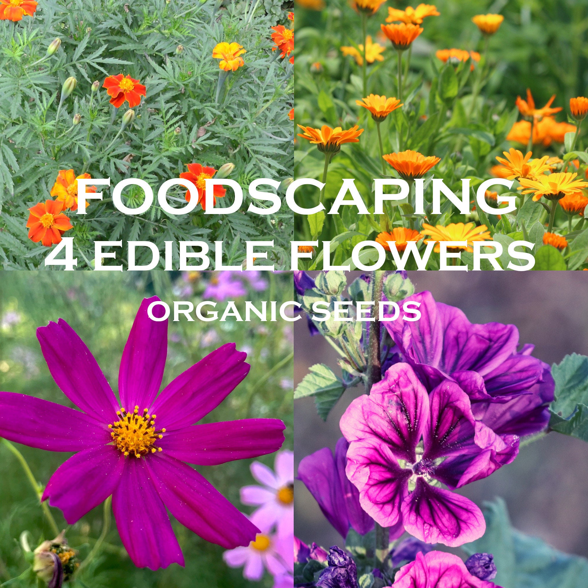 Foodscaping /Fleurs Comestibles/Orange et Violet/ Kit Graines 4 Plantes Bio /Calendula/Cosmos Bipinn