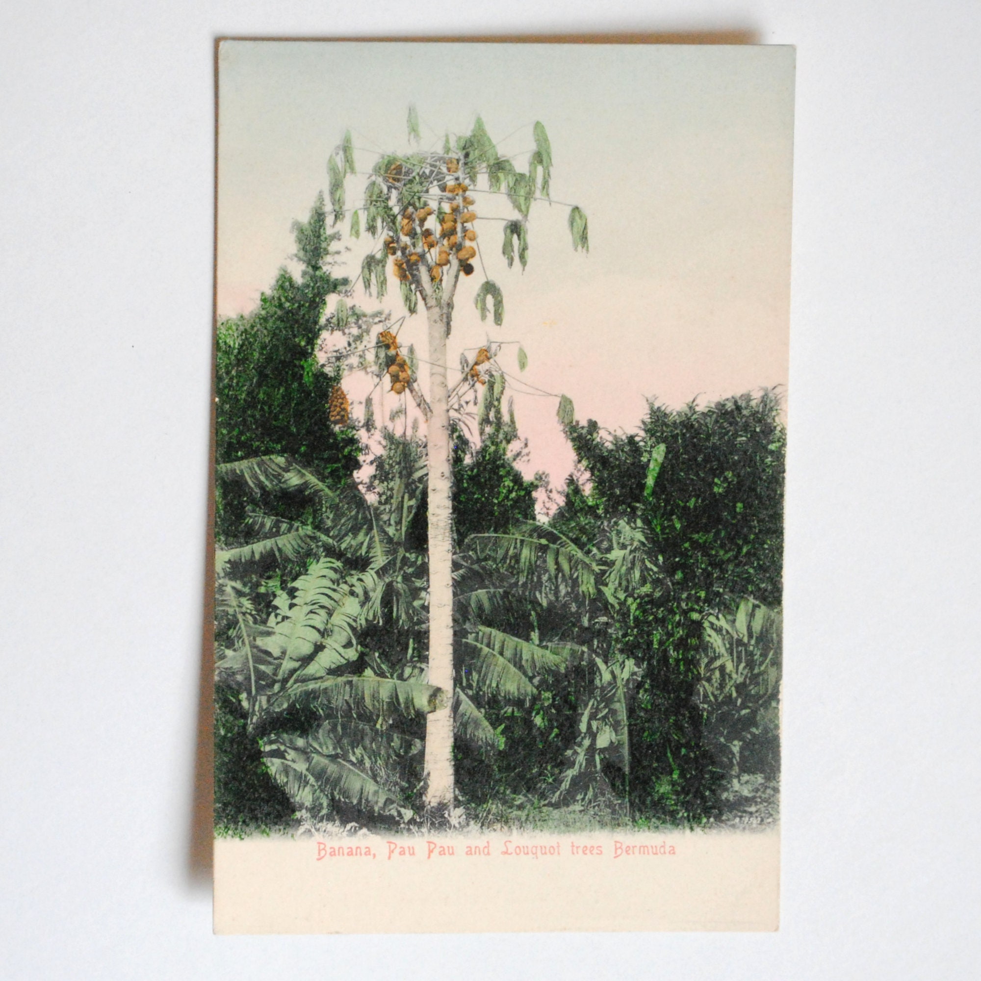 Rare-Îles Bermudes-Arbres Fruitiers Exotiques-Carte Postale Ancienne 1900S-Décor Mural Tropical-Trop
