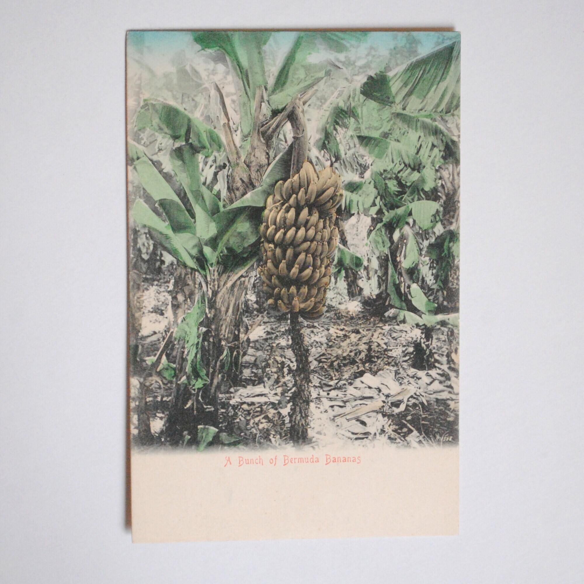 Rare-Îles Bermudes - Banareraie-Carte Postale Ancienne 1900S-Décor Mural Tropical-Fruit Exotique-Tro