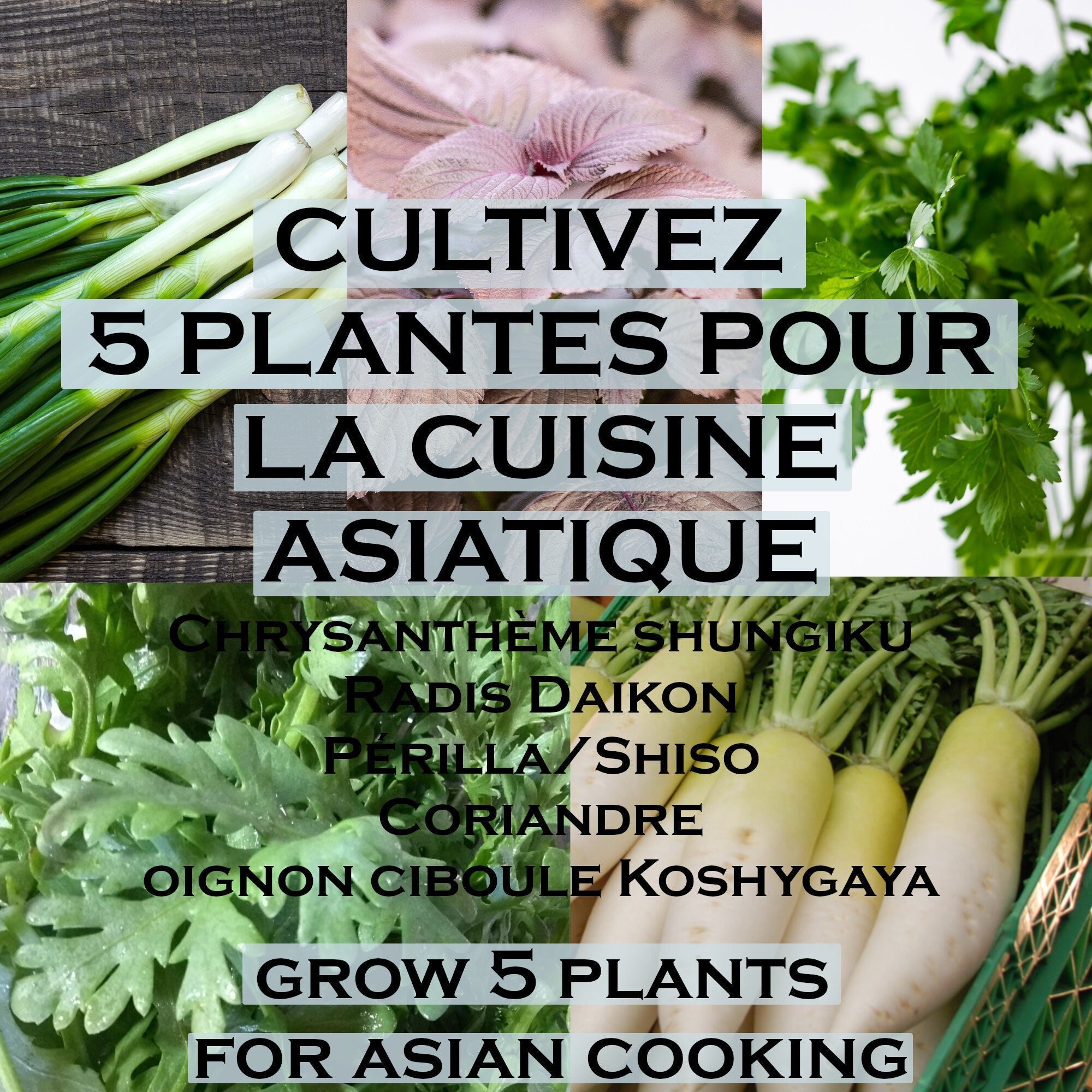 Cuisine Asiatique/ Bio 5 Plantes Pour Le Jardin-Balcon/Graines de Radis Daikon/Shungiku Shiso Corian